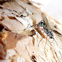 Wasp