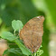 Autumn Leaf