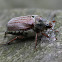 Cockchafer
