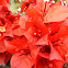 Bougainvillea