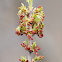 Maple tree buds, yemas de arce real