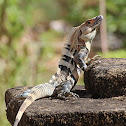 BlackCtenosaur