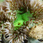 White Green Sea Anemone