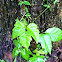 Poison Ivy