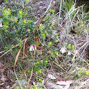 Native fuchsia