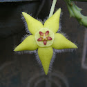 star flower