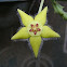 star flower