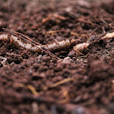 Common Earthworm