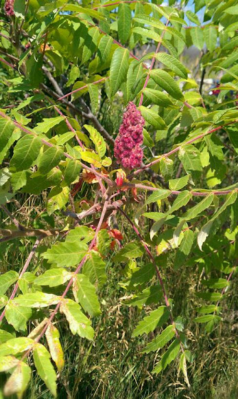 Spotting Image 1
