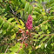 Staghorn Sumac