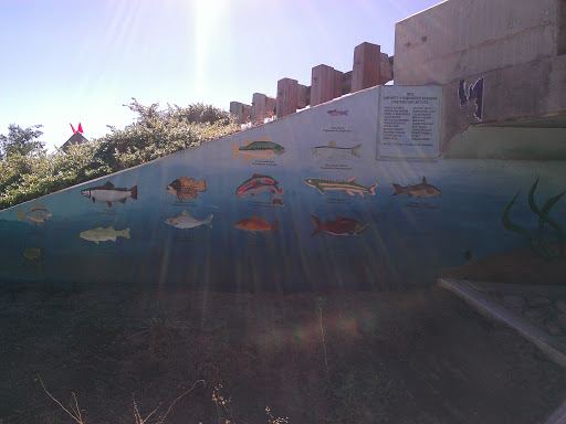 Fish Wall 