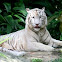 White Tiger