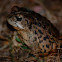 California toad