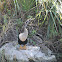 Anhinga