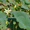 water lily