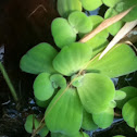 Water lettuce