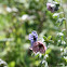 Cynoglossum creticum