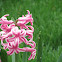 Common Hyacinth
