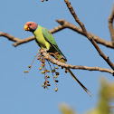 Plum-headed Parakeet