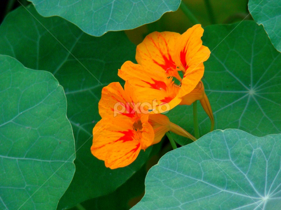 Flower At Shantiniketan West Bengal India Single Flower Flowers Pixoto