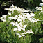 Kousa Dogwood