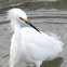Snowy Egret