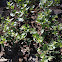 in the buckwheat group?