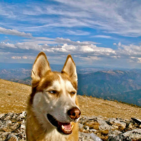 by Julie Zaranek - Pets Dogs