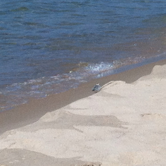Spotting Image 1