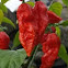 Ghost Peppers