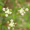 Spreading Hedge Parsley