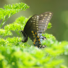 Eastern Tiger Swallowtail or Spice bush