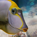 Naso Tang
