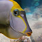 Naso Tang