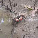 Tree Climbing Crab