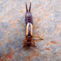 Lined Earwig. Tijereta lineada