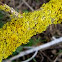 Liquen amarillo, liquen marítimo