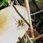 Wolf spider