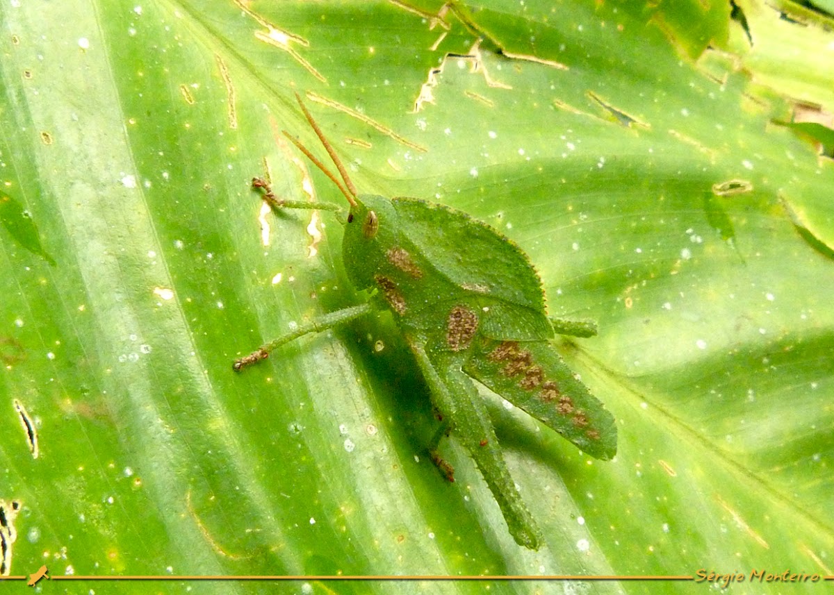 Leaf mimic grasshopper nymph