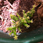 Prickly pear