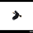 Rhinoceros Hornbill