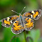 Phaon Crescent Butterfly
