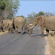 African Savanna Elephant