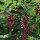 Wild Flowers of the Pacific Northwest