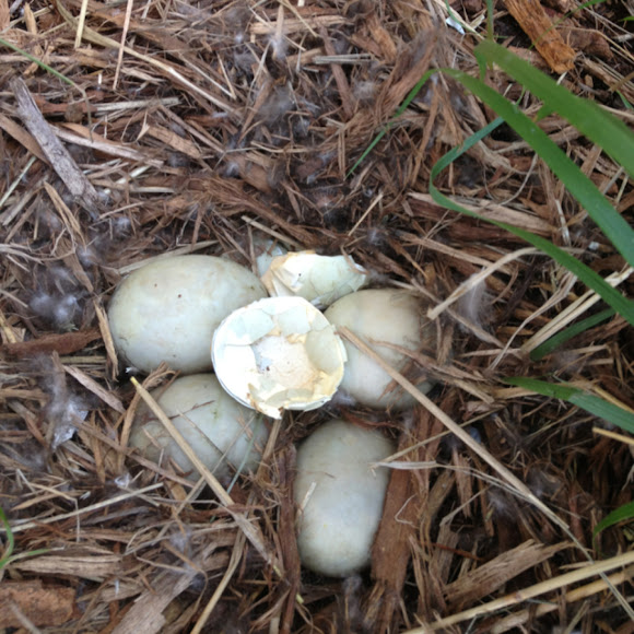Mallard duck eggs Project Noah