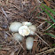 Mallard duck eggs