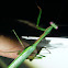 False Garden Mantid