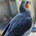 Cockatiel
