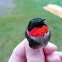 Ruby-throated Hummingbird