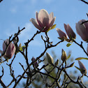 Pink Magnolia